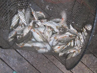 Magique bourriche gardon de pêche à la perle