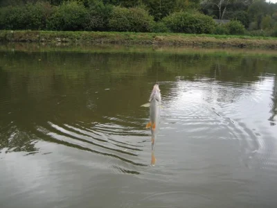 Beau gardon de pêche à la perle