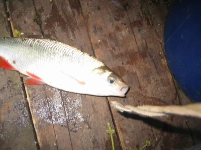 Exceptionnel gardon de 28 cm à la pêche à la perle