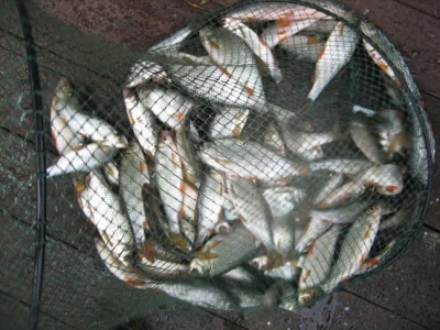 L'importance du montage de la ligne dans la pêche à la perle