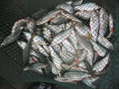 Merveilleuse bourriche gardon de pêche à la perle