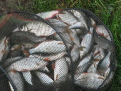 bourriche de la pêche à la perle