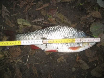 Magnifique gardon de 36 cm à la pêche à la perle