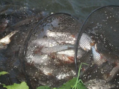 bourriche de la pêche à la perle