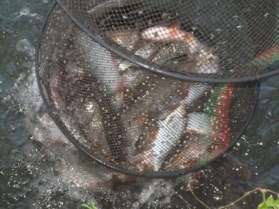 bourriche de la pêche à la perle