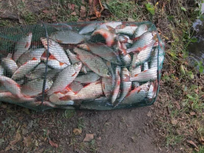 Immense bourriche gardon de pêche à la perle