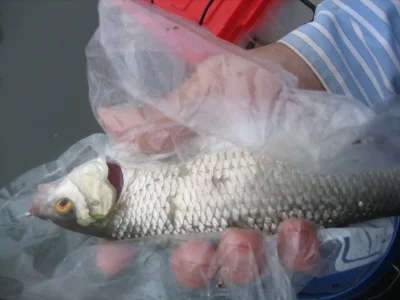 Exceptionnel gardon de 30 cm à la pêche à la perle