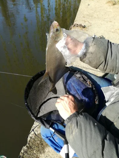 Magnifique brème de pêche à la perle