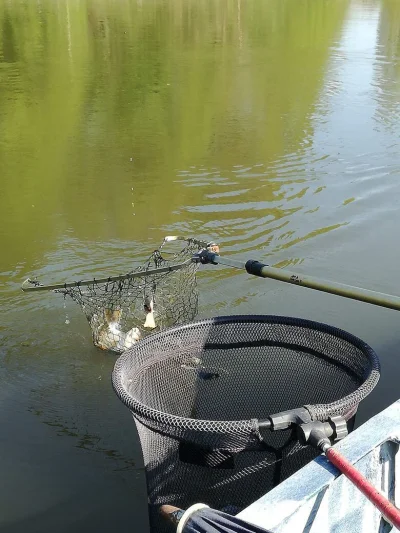 Belle pêche de 20 gardons par heure