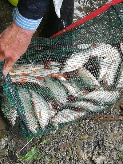 bourriche de la pêche à la perle