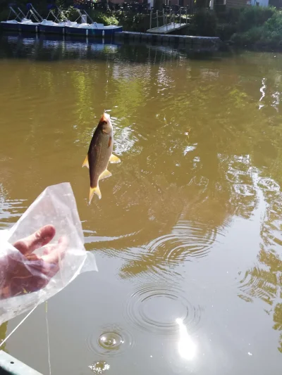 Superbe gardon de 24 cm à la pêche à la perle