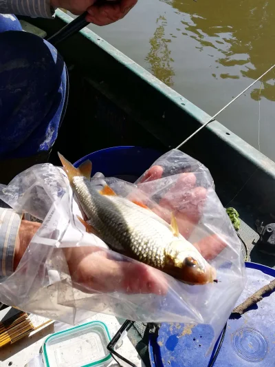 Pêche à la perle dans ma barque en polyester