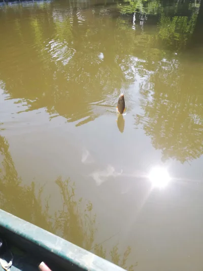 Gardon de pêche à la perle