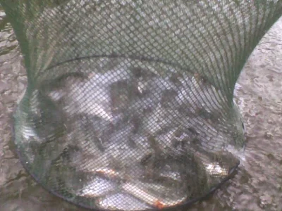 bourriche de la pêche à la perle