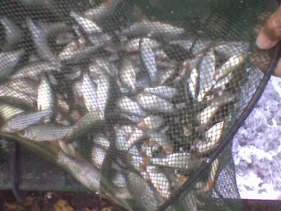 Fabuleuse bourriche gardon de pêche à la perle