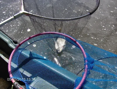 petite brème pêche à la perle
