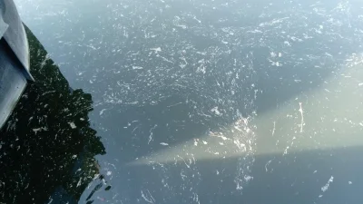 La pêche à la perle du 18 mars 2022