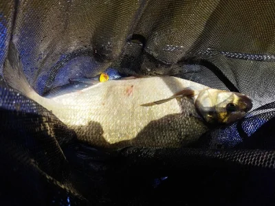 Brème de pêche à la perle de juin 2022