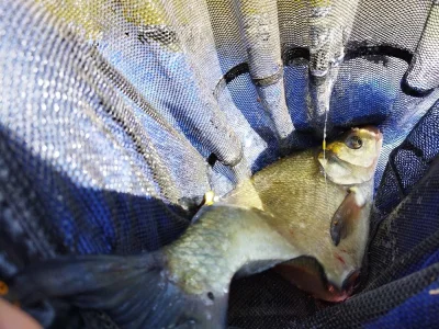 Brème de pêche à la perle de juin 2022