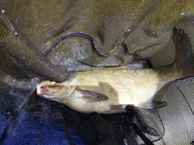 Brème de pêche à la perle de juin 2022