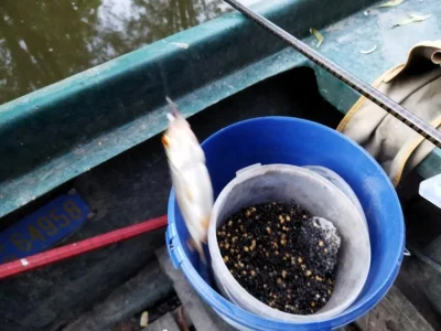 Le chenevis pour la peche a la perle