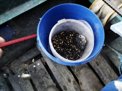 Le chénevis pour la pêche à la perle avec un gardon toute les 6 minutes