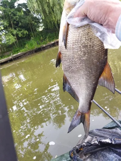 magnifique breme de peche a la perle