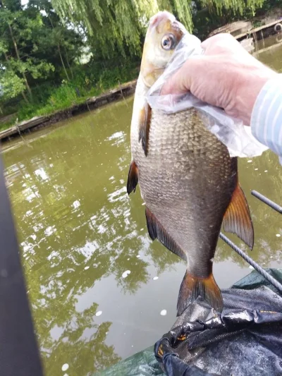 magnifique breme de peche a la perle