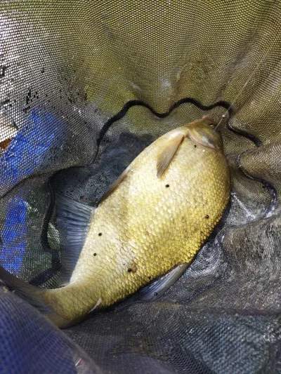 magnifique breme de peche a la perle