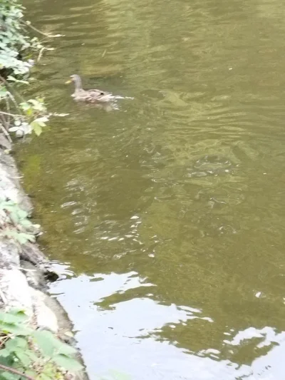 petit canard de peche a la perle