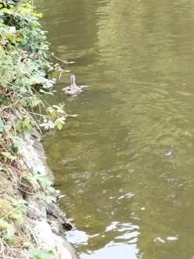 petit canard de peche a la perle