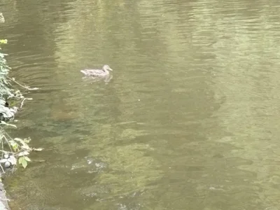 petit canard de peche a la perle