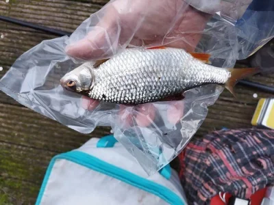Superbe gardon de 27 cm de peche a la perle en sambre