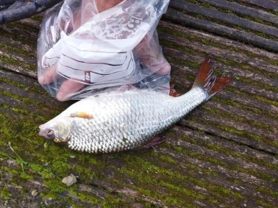 Superbe gardon de 27 cm de peche a la perle en sambre