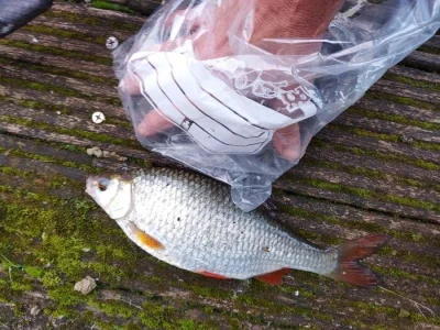 Triste sortie de pêche à la perle du 19 octobre 2022