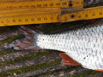 Magnifique gardon de 29 cm