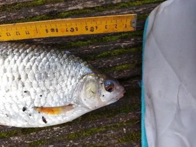 Formidable gardon de 28 cm
