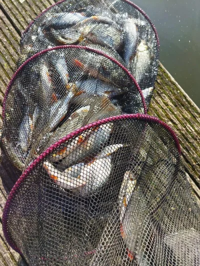 Une bourriche de gardons lors de la pêche à la perle à Auvelais