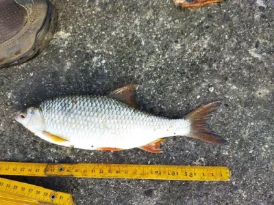 Gardon 28 cm de pêche à la perle