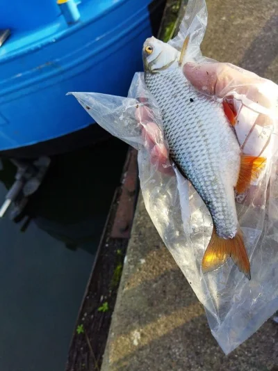Gardon de 28 cm