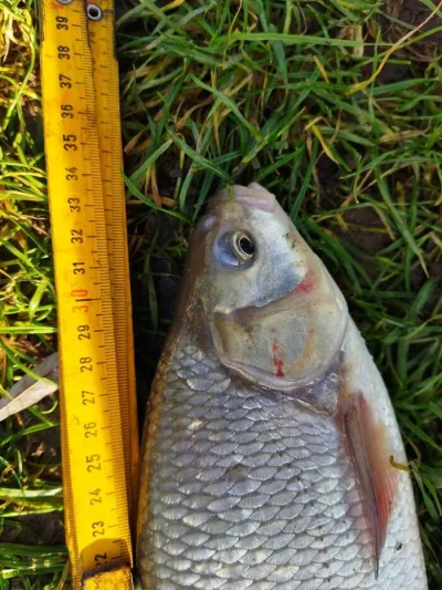 ide-de-peche-perle-de-34-cm-2