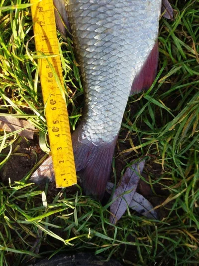 ide-de-peche-perle-de-34-cm-2