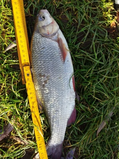 La ligne lors de la pêche à la perle est importante