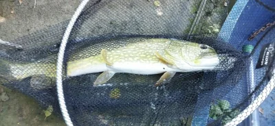 Brochet capturé à la perle de 83 cm
