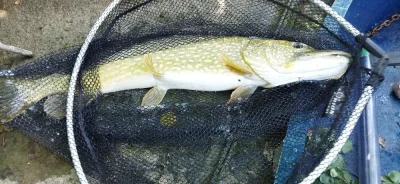 Brochet capturédurant ma session de pêche à la perle à la perle de 83 cm