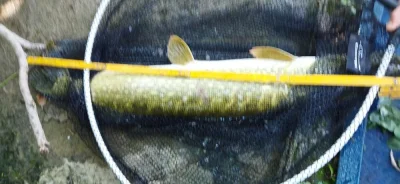 Brochet capturédurant ma session de pêche à la perle à la perle de 83 cm