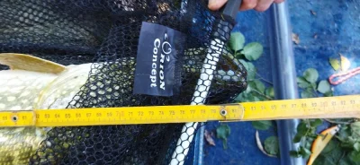Un brochet de 83 cm capturé durant la pêche à la perle