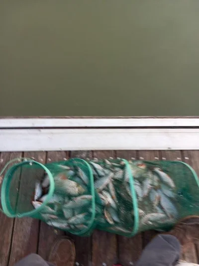 Superbe pêche à la perle en Meuse française