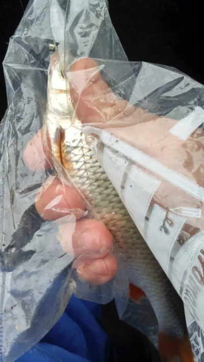 pêche perle deversoir Landelies