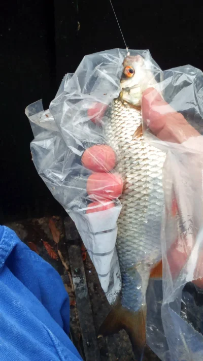 pêche perle deversoir Landelies